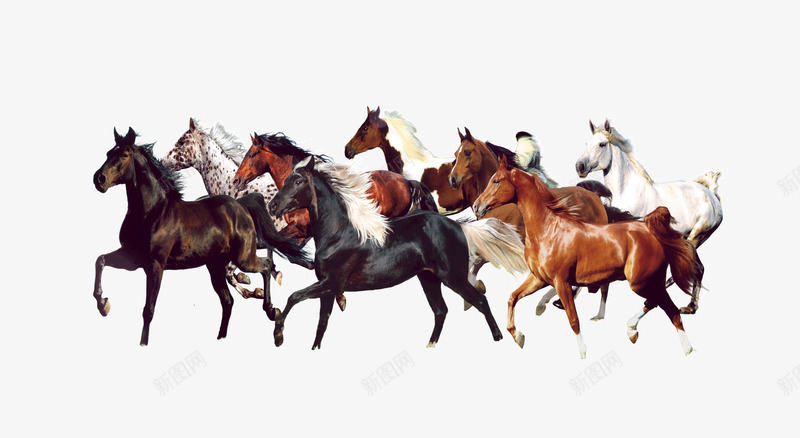 一群马在奔跑png免抠素材_88icon https://88icon.com 动物 生物 马