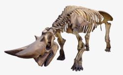 骨骼模型恐龙骨架高清图片