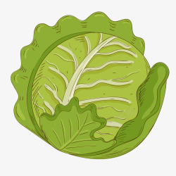 手绘卷心菜绿色手绘卷心菜食物元素矢量图高清图片
