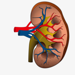医疗肾的解剖素材