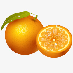 新鲜橙子绘画插图矢量图素材