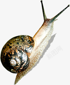 可爱爬行动物蜗牛png免抠素材_88icon https://88icon.com 可爱 爬行动物 蜗牛 蜗牛的房子