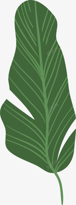 绿色枝桠经脉芭蕉叶素材