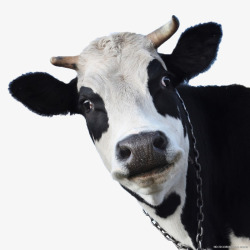 产奶产奶的奶牛高清图片