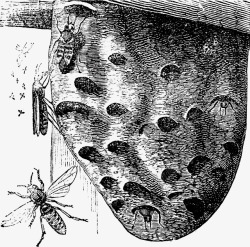 蚂蜂窝手绘线稿黑白蚂蜂窝高清图片
