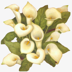 白色马蹄莲花束素材