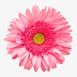 唯美手绘鲜花粉色花朵素材