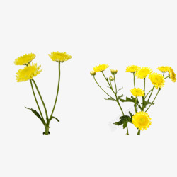 两株开着黄色小花的植物素材