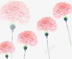 水彩康乃馨7素材