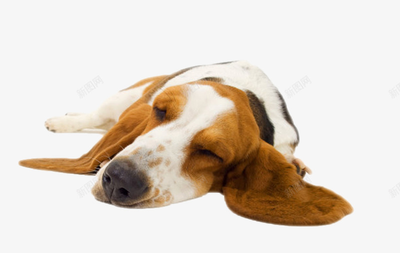 黑白可爱躺着的狗实物png免抠素材_88icon https://88icon.com 人类朋友 免扣 免费下载 动物 宠物 生物 睡觉 躺着 躺着的狗