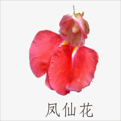 指甲花凤仙花高清图片