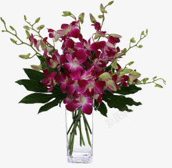 花瓶装紫色石斛花素材