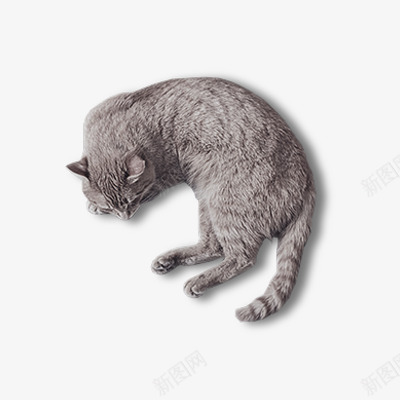 可爱的睡觉的猫png免抠素材_88icon https://88icon.com 动物 实物 猫 装饰