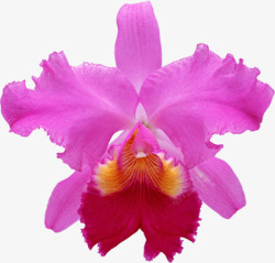 紫色兰花素材