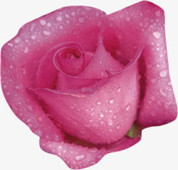 紫色鲜花玫瑰露珠美景素材