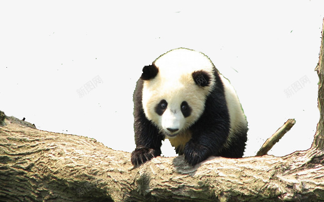 中国熊猫png免抠素材_88icon https://88icon.com 动物 可爱 国宝 榛戠櫧 鍔墿 鍙 鍥藉疂 黑白