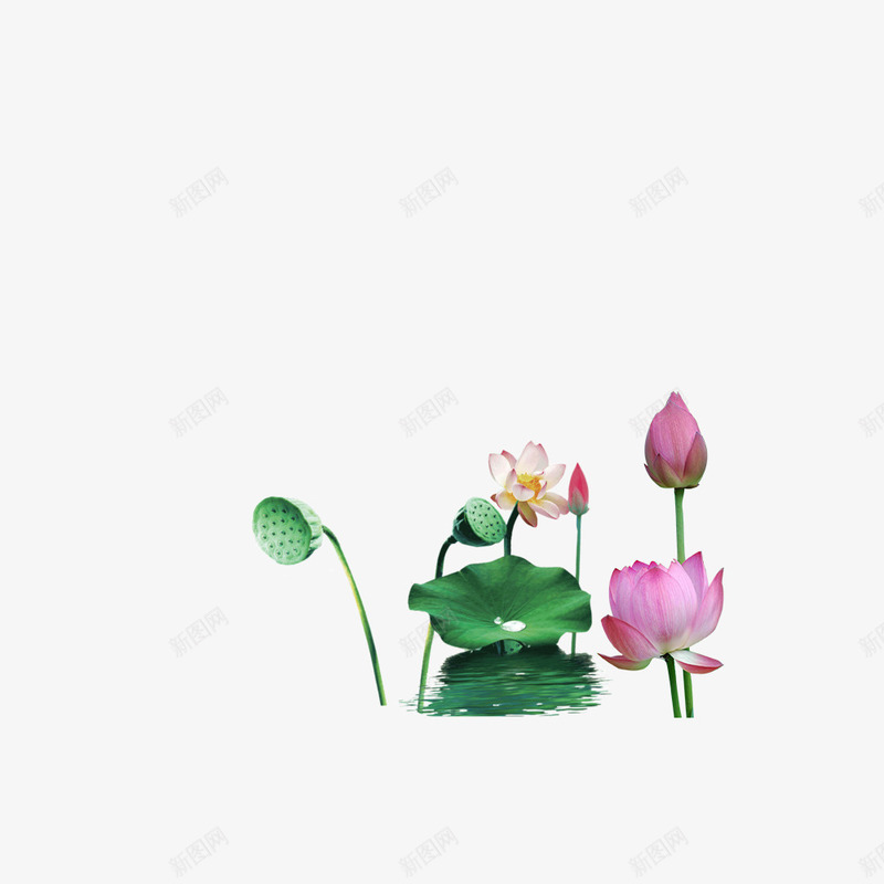 荷花荷叶png免抠素材_88icon https://88icon.com png 免扣 竹子荷花荷叶满池塘 素材 荷叶 荷花