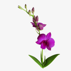 紫色木槿花素材