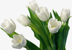 荷兰花白色郁金香花束高清图片