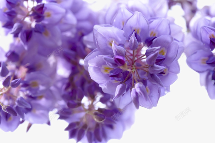 盛开的紫藤花png免抠素材_88icon https://88icon.com 植物 盛开 紫藤花 花儿 花卉 花朵 鲜花