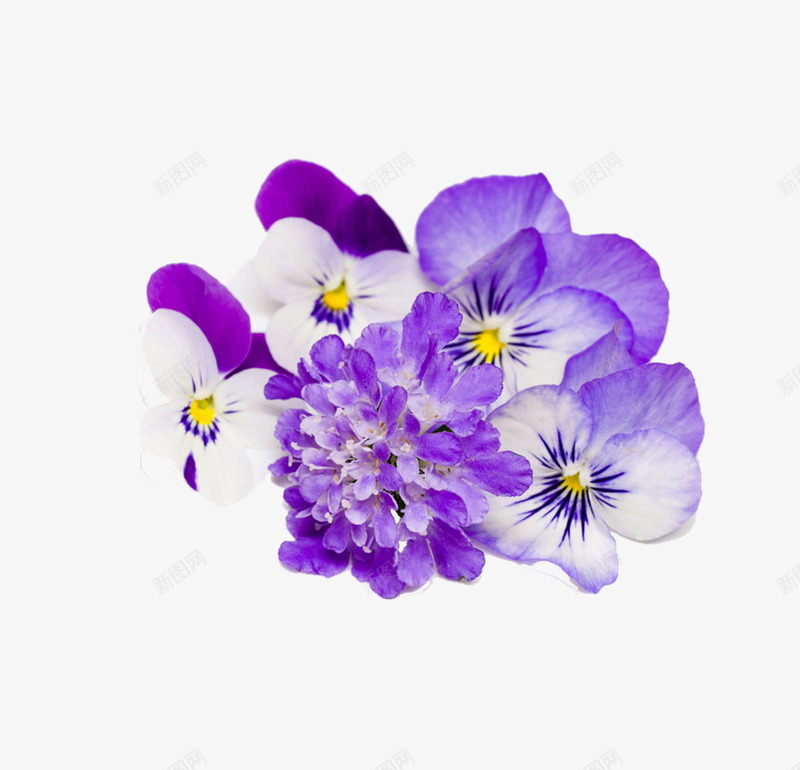 花卉元素png免抠素材_88icon https://88icon.com 粉红色 紫色的花 花儿 花卉元素 鲜花
