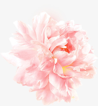 白色化妆品海报花朵png免抠素材_88icon https://88icon.com 化妆品 海报 白色 花朵