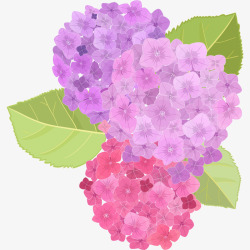清新唯美紫色粉色绣球花素材