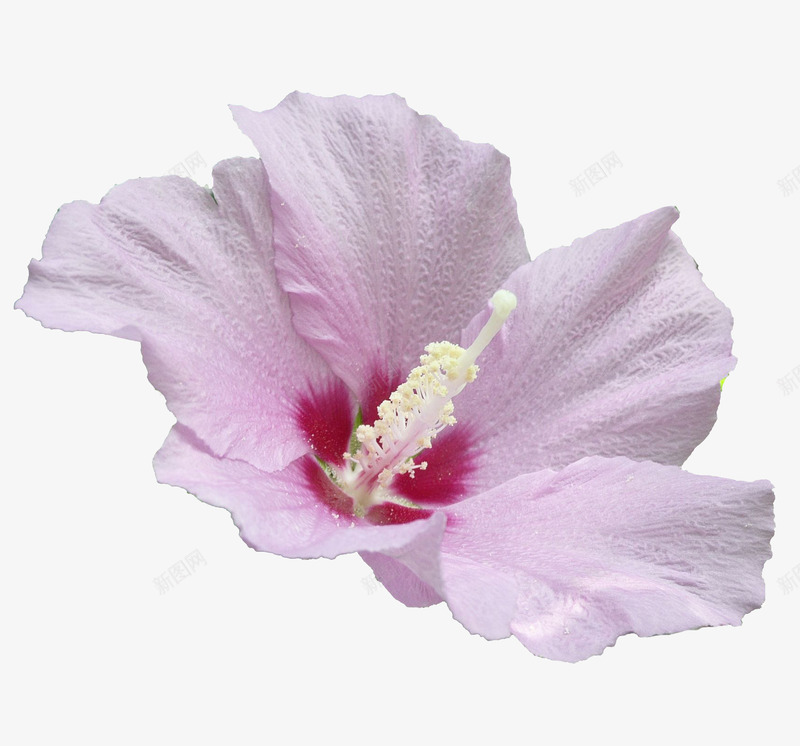 木槿花png免抠素材_88icon https://88icon.com 无穷花 木槿花 淡粉色 鲜花