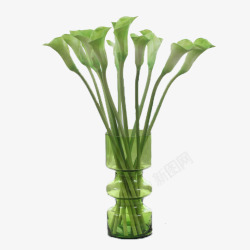 绿色花瓶中的海芋花素材