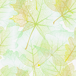 叶茎透明树叶背景高清图片