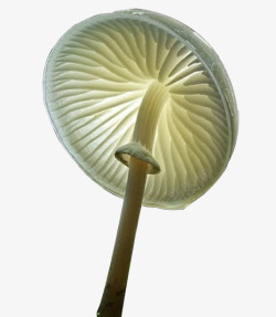 蘑菇形状保护伞素材