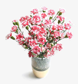 粉色盆栽康乃馨鲜花盆栽高清图片