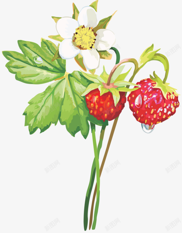 手绘草莓鲜花绿叶png免抠素材_88icon https://88icon.com 手绘 植物 绿叶 花朵 草莓