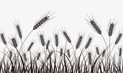 小麦草手绘小麦草高清图片
