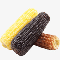 多色玉米三色玉米棒高清图片