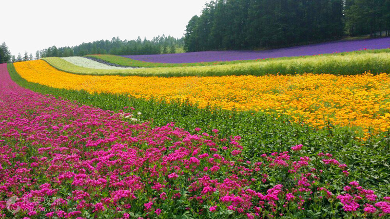 北海道富田农场景色png免抠素材_88icon https://88icon.com 世界各地 世界风景 北海道 名胜古迹 外国风景 富田农场 摄影 摄影图片 旅游摄影 旅游风光 高清图片 鲜花