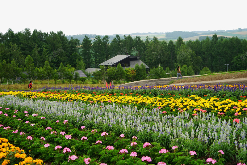 北海道美瑛花海png免抠素材_88icon https://88icon.com 世界各地 世界风景 北海道 名胜古迹 外国风景 摄影图片 旅游摄影 旅游风光 美瑛花海 高清图片 鲜花