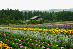 北海道旅游北海道美瑛花海高清图片