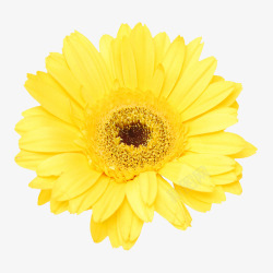 抽象花朵植物花卉黄色素材