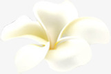 植物白色花朵卡通形状效果素材
