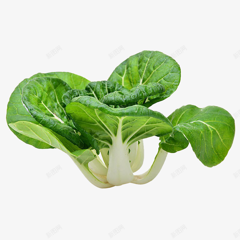 天然有机蔬菜奶白菜png免抠素材_88icon https://88icon.com 健康 天然安全 奶白菜 有机物 绿色 蔬菜