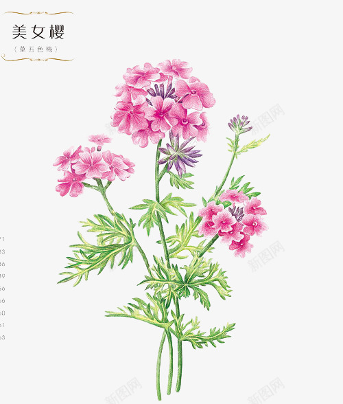 鲜花美女樱png免抠素材_88icon https://88icon.com 卡通 手绘 手绘插画 插画 美女樱