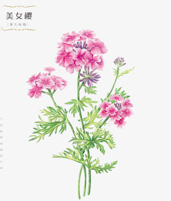 鲜花美女樱素材