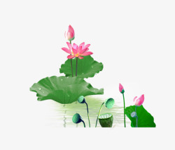 荷花荷叶素材