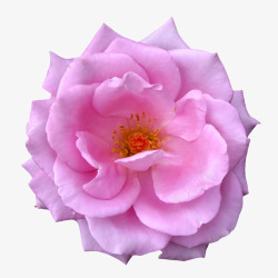 花束创意花卉紫色唯美玫瑰素材