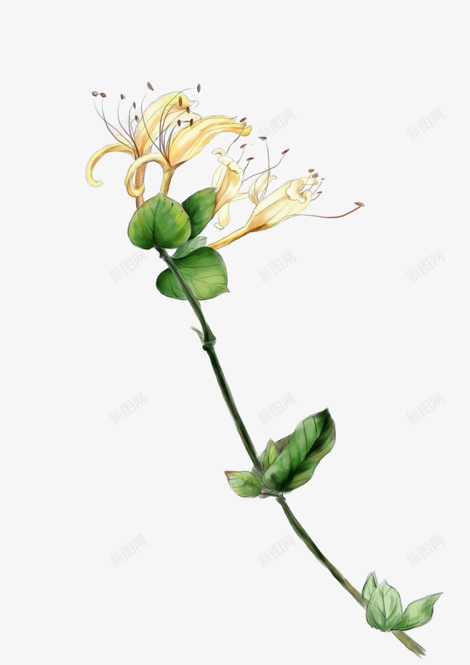 卡通鲜花png免抠素材_88icon https://88icon.com 卡通 手绘 明信片 明信片格式 水彩 绿色 装饰 鲜花 黄色