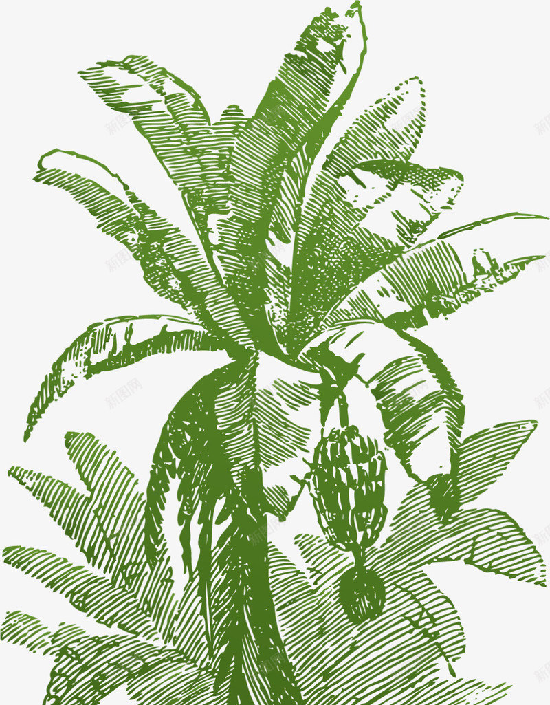 绿叶迷你风格香蕉树矢量图ai免抠素材_88icon https://88icon.com 卡通香蕉树 果树 热带香蕉树 矢量香蕉树 绿叶 绿色香蕉树 迷你风格 矢量图
