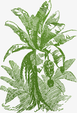卡通热带芭蕉树绿叶迷你风格香蕉树矢量图高清图片