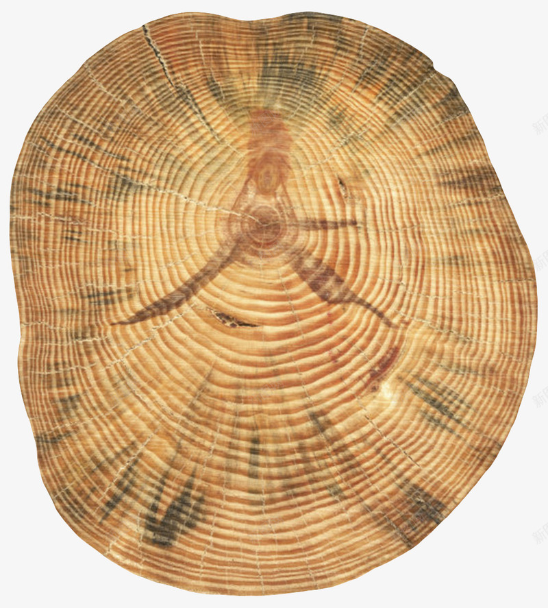 棕色木质纹理的木头截面实物png免抠素材_88icon https://88icon.com 圆环 岁月 年轮 形状 木头 木头截面 木材 材料 树木 植物 生火 眼花 装修 视觉