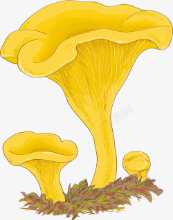 黄色松茸菇类矢量图素材